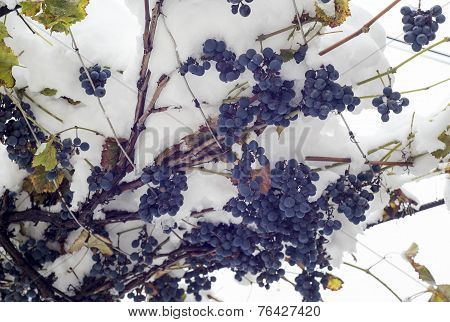 Blue Grape Under The Snow