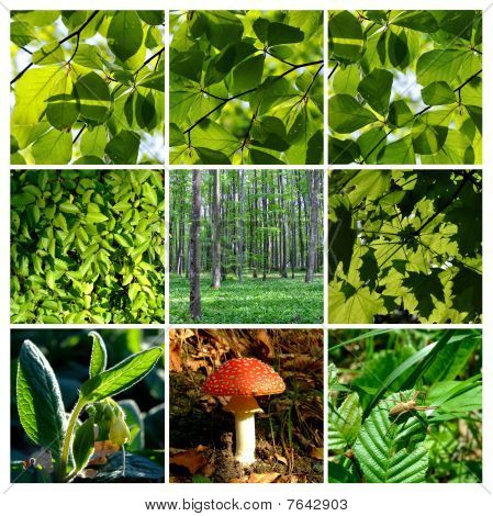 Détails de forêt vert été