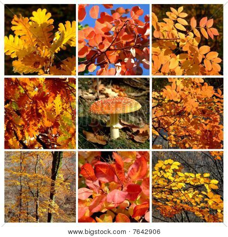 Rhapsodie automne or