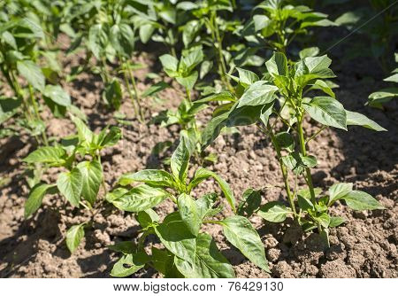 Pepper Plants In A Garden