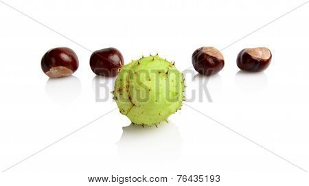 Four Chestnuts In Line With Individual Isolated On White Background