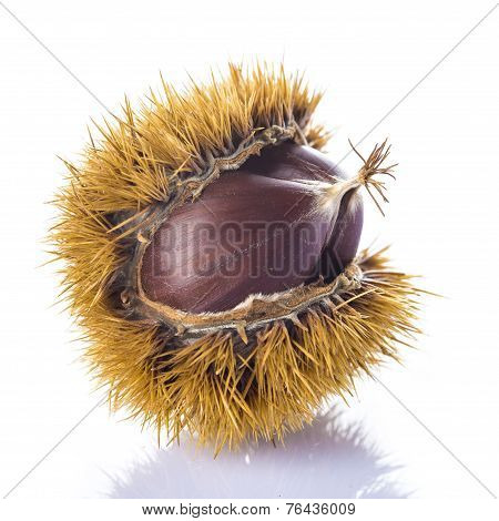Chestnuts In Its Burr Isolated On A White Background