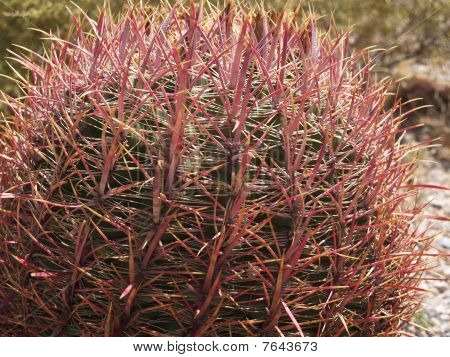 Spikey Barrel cactus.