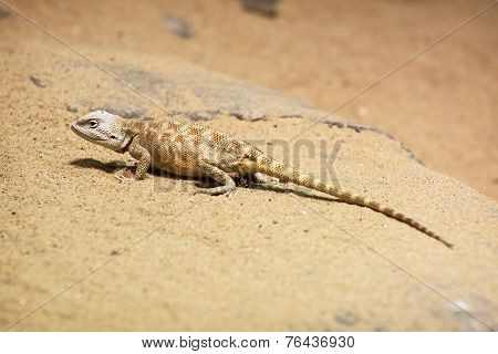 Steppe Agama (trapelus Sanguinolentus)