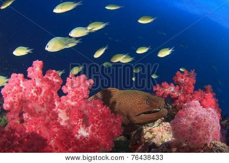 Giant Moray Eel on coral reef with tropical fish