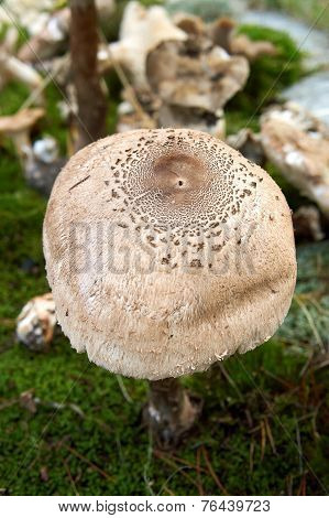 Forest Mushroom