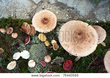 Forest Mushroom