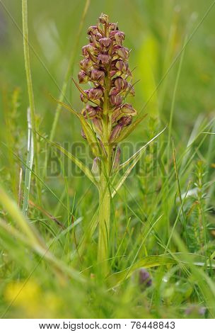 Frog Orchid