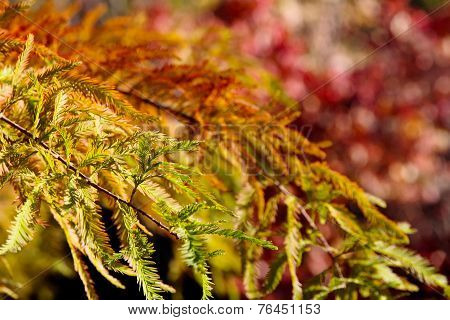 colorful autumn Bald Cypress tree