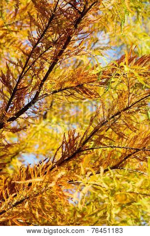 colorful autumn Bald Cypress tree