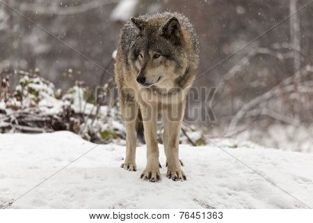 Lone Grey wolf in a winter scene
