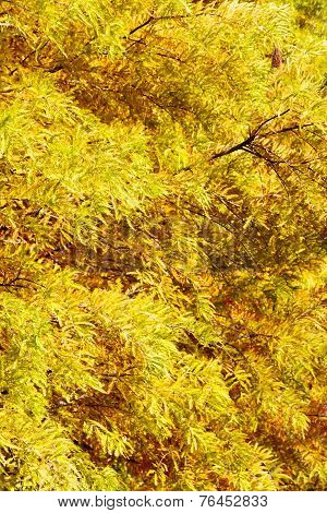 colorful autumn Bald Cypress tree