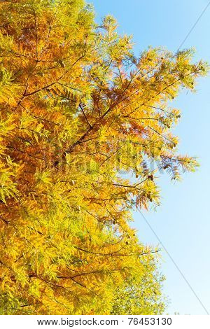 colorful autumn Bald Cypress tree