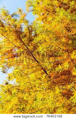 colorful autumn Bald Cypress tree