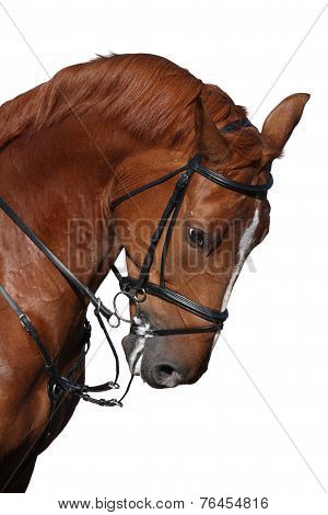 Brown Sport Horse Portrait Isolated On White