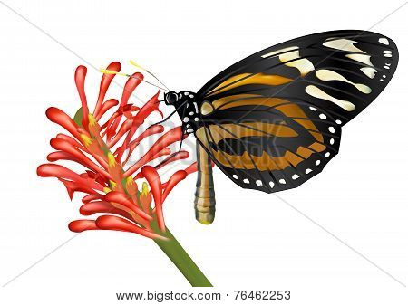 Butterfly and flower - vector