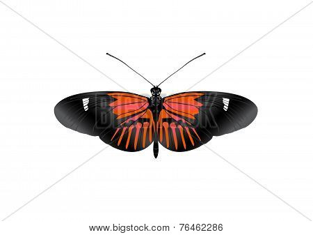 Red Butterfly_vector_