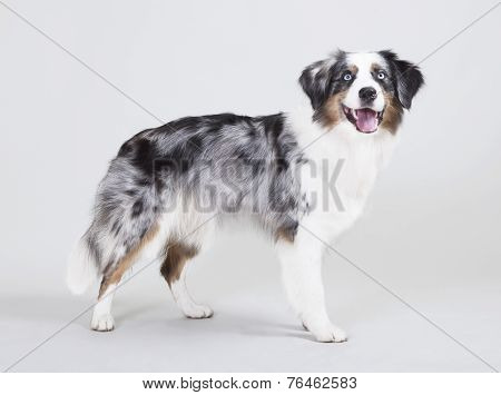 Australian Shepherd Studio
