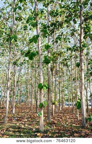 Teak Wood