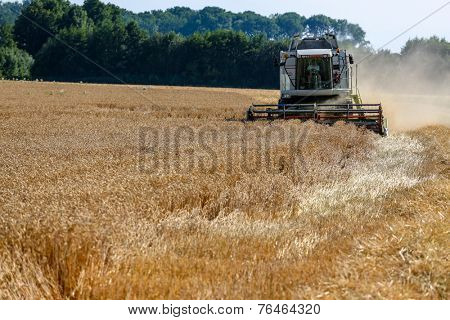 a cornfield with wheat at harvest. a combine harvester at work.