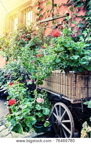 Vintage Wain Decorated With Red Geranium