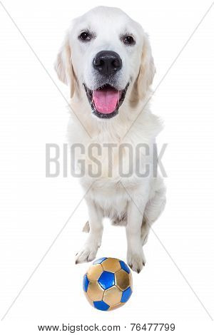 Golden retriever puppy with toy ball isolated