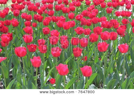 Piros tulipán