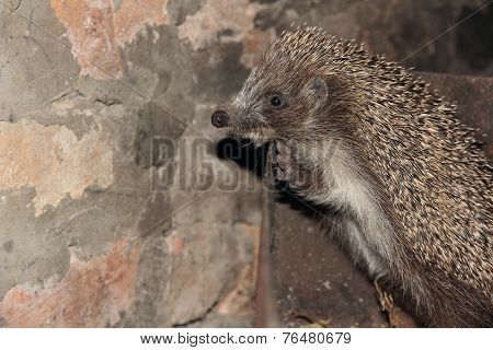 Curious Small Hedgehog In A Metal Box.