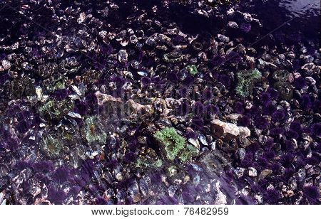 Oregon Coast Tidepool