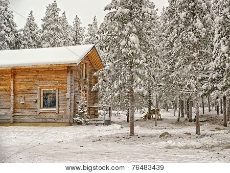 Reindeer Near Timber House In Winter Lapland
