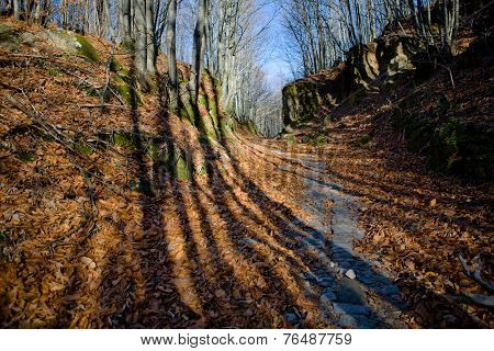 Forest Long Shadows