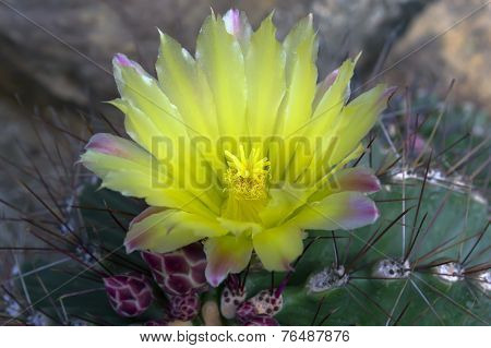 Notocactus Mammulosus Flower.