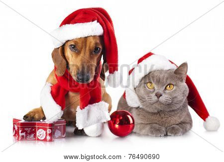 dog and cat and kitens wearing a santa hat