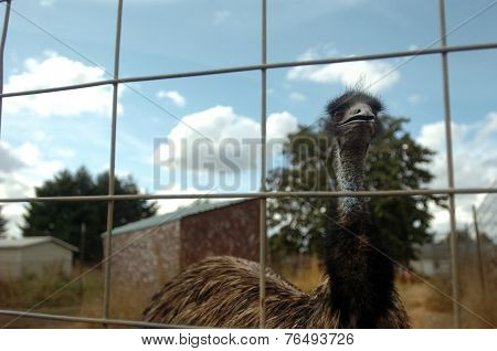 Emu Farm
