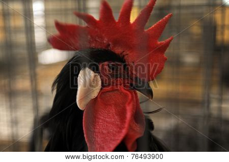 Farm Rooster
