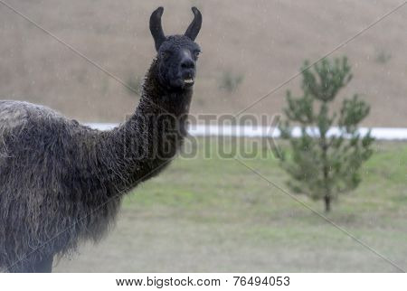 Llama