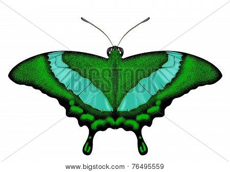Beatiful Green Butterfly - Papilio palinurus