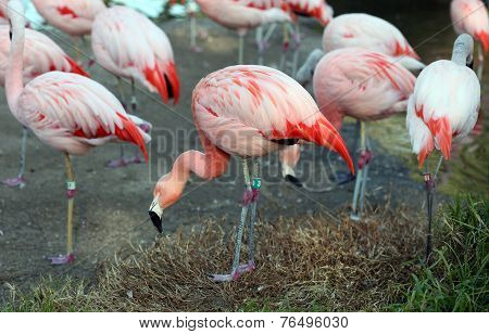 Pink Flamingos