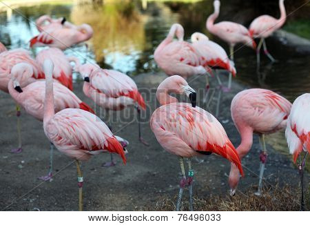 Pink Flamingos