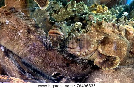 Seafood markets of Seoul, South Korea