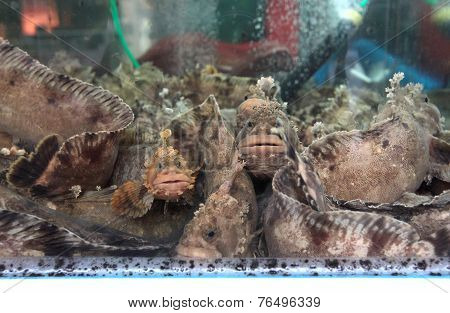 Seafood markets of Seoul, South Korea