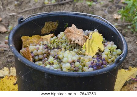 vendemmia