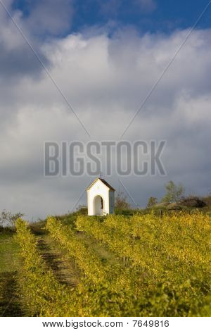vigneto