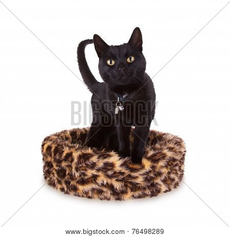 Black Cat Resting