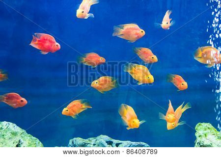 Red Parrot Cichlid