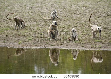 Hanuman Langur in the riverbank, Bardia, Nepal