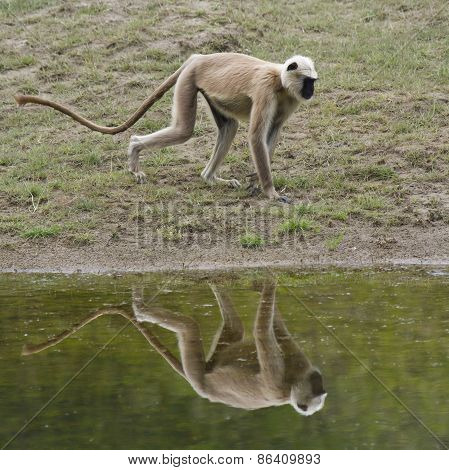 Hanuman Langur in the riverbank, Bardia, Nepal
