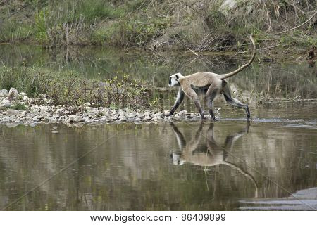 Hanuman Langur crossing the river, at Bardia national park, Nepal