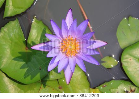 Beautiful Purple Water Lily