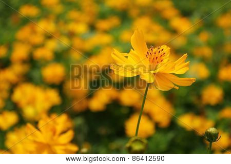 Yellow Cosmos Flower Blossom Focus on Just a Single Flower